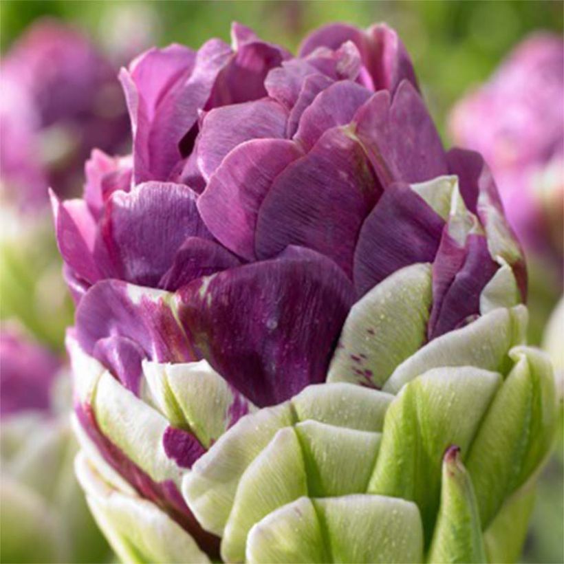Tulipe double tardive Exquisit (Flowering)