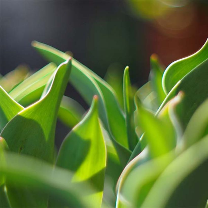 Tulipe double tardive Gudoshnik Double (Foliage)