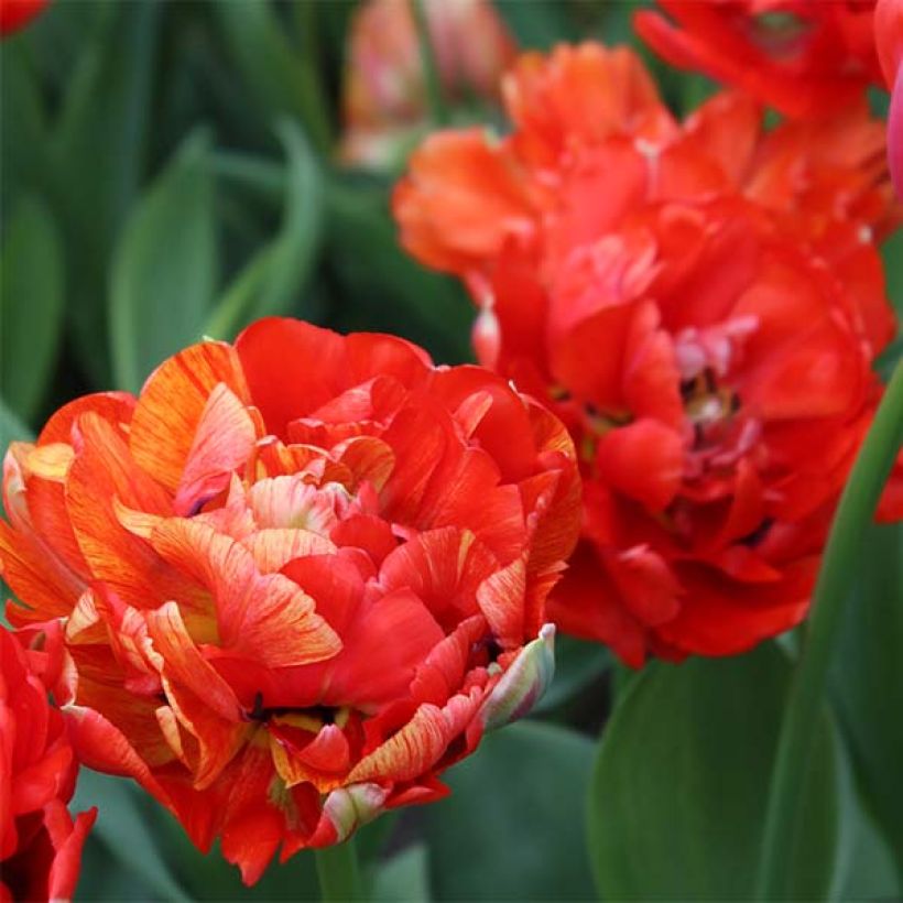 Tulipe double tardive Gudoshnik Double (Flowering)