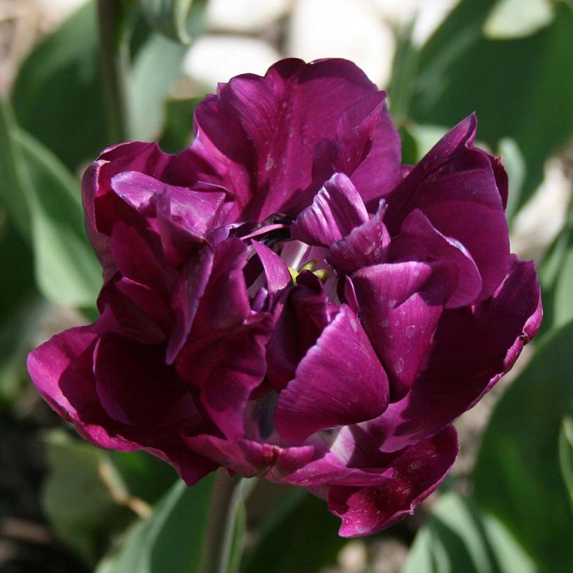 Tulipe double tardive Negrita Double (Flowering)