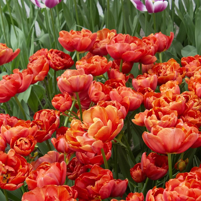 Tulipe double tardive Statement (Flowering)