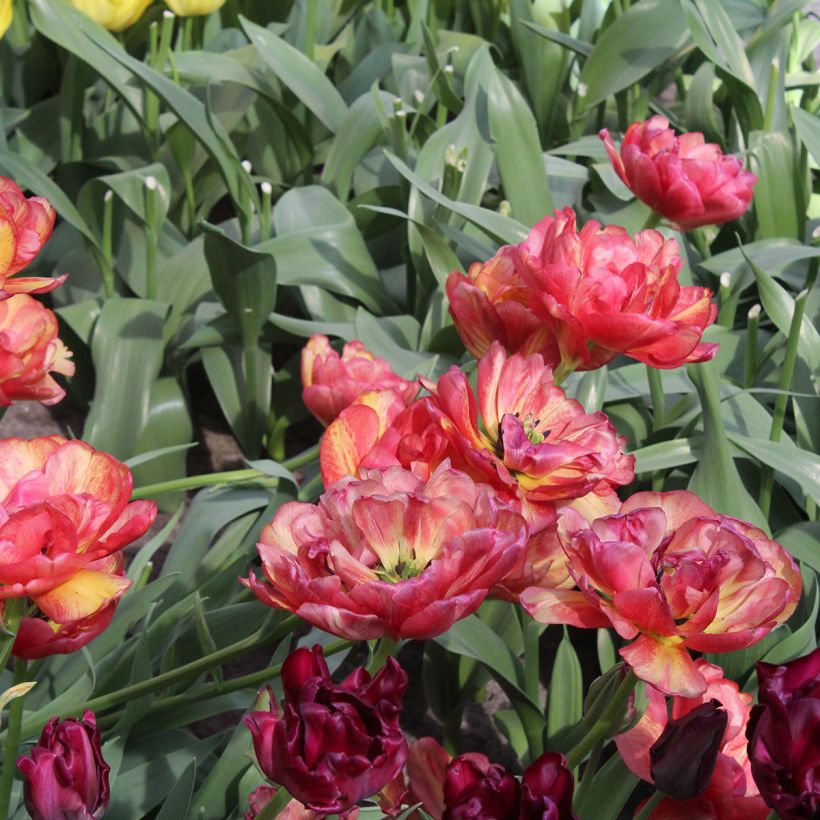 Tulipe double tardive Sundowner (Flowering)