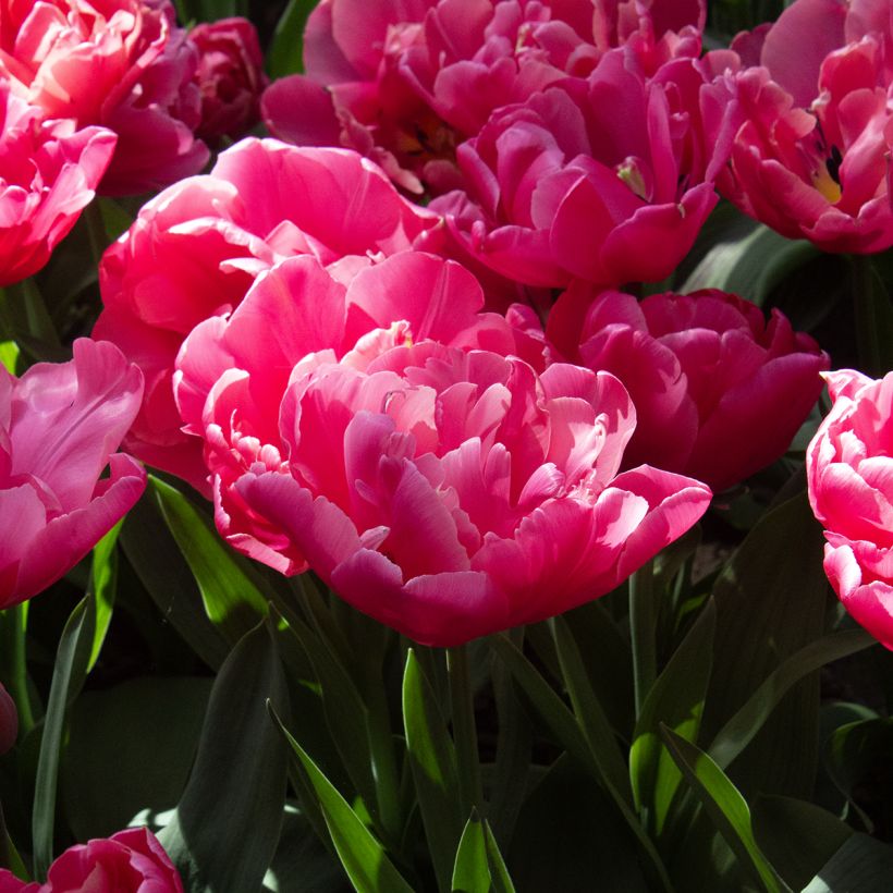 Tulipe double tardive Sunset Tropical* (Flowering)