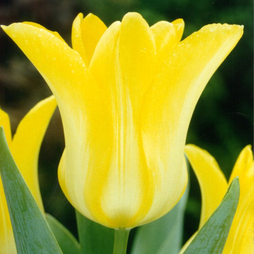 Tulipe fleur de Lys Ballade Gold (Flowering)