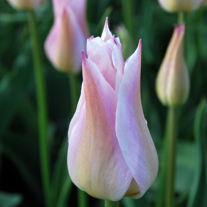 Tulipe Fleur de Lis Ballade Lady (Flowering)