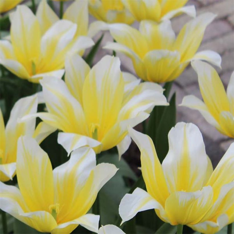 Tulipe Fleur de Lis Budlight (Flowering)