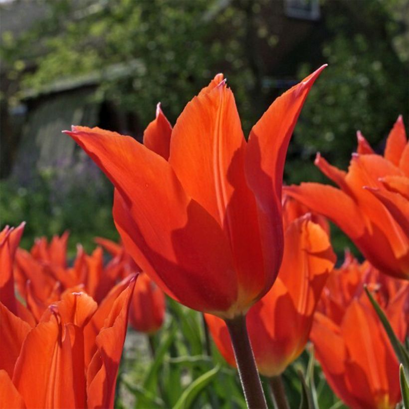Tulipe Fleur de Lis Dutch Dancer (Flowering)