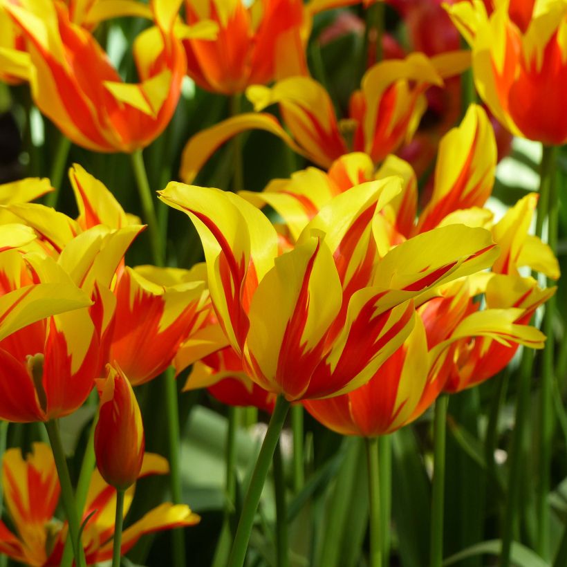 Tulipe fleur de lis Fire Wings (Flowering)