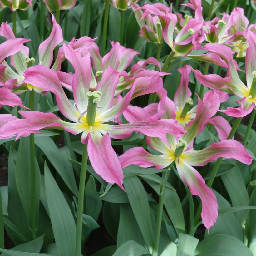 Tulipe fleur de lis Love Dance (Flowering)