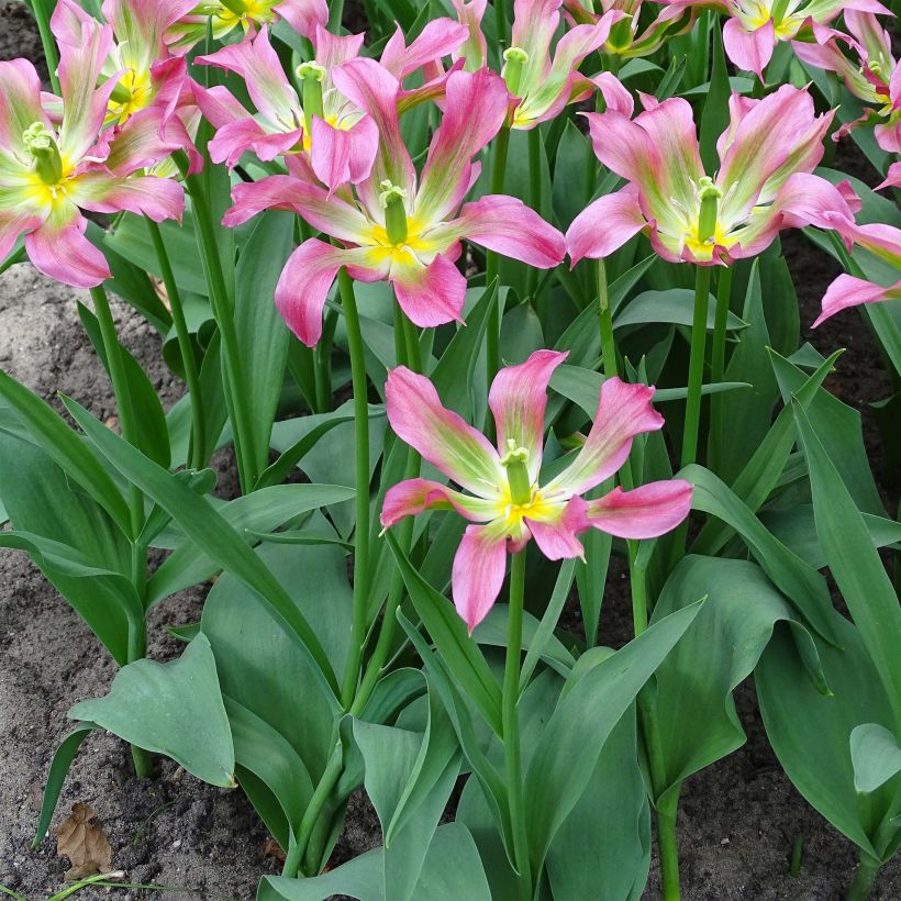 Tulipe fleur de lis Love Dance (Plant habit)