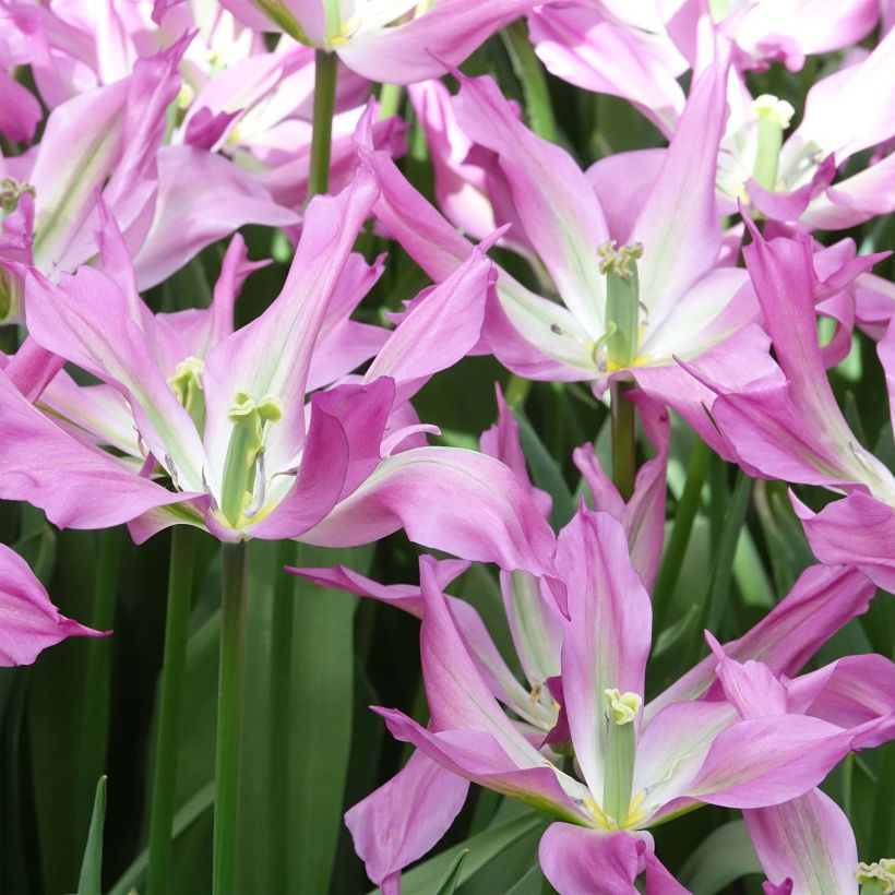 Tulipe fleur de lis Purple Dance (Flowering)