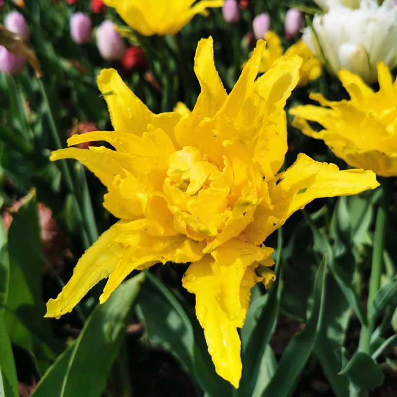 Tulipe fleur de lis Yellow Spider (Flowering)