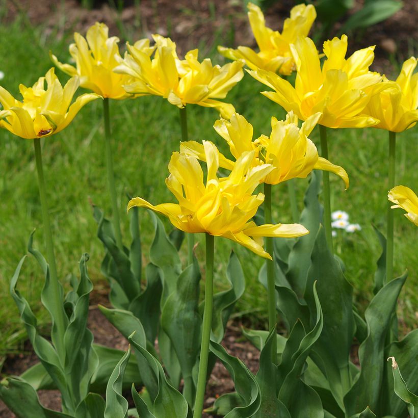 Tulipe fleur de lis Yellow Spider (Plant habit)