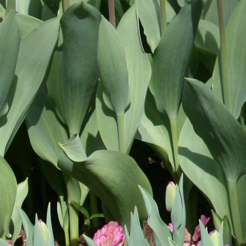 Tulipe fosteriana Flaming Purissima (Foliage)
