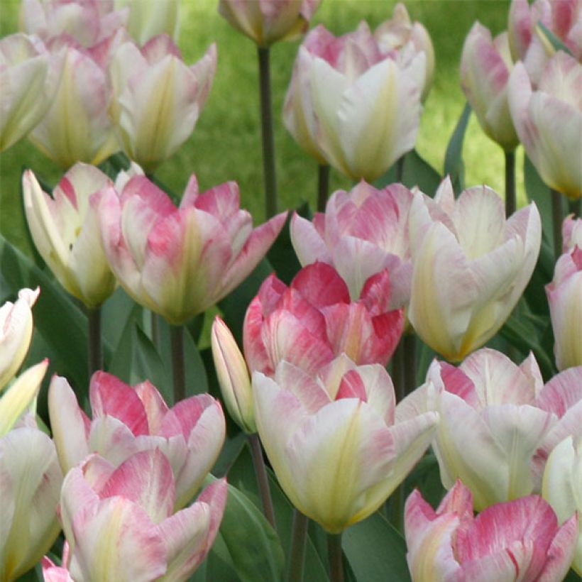 Tulipe fosteriana Flaming Purissima (Flowering)
