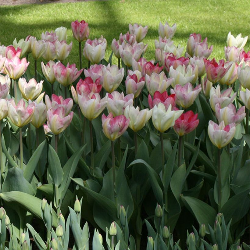 Tulipe fosteriana Flaming Purissima (Plant habit)