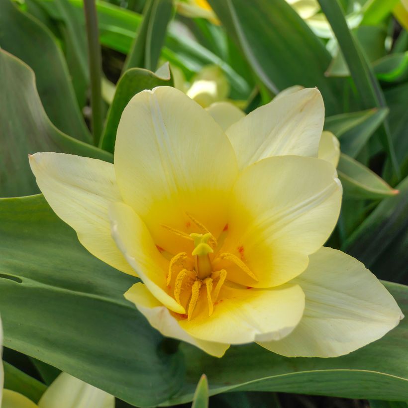 Tulipe botanique greigii White Fire (Flowering)