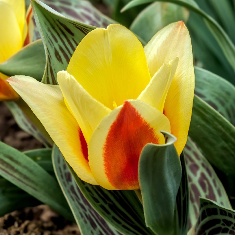 Tulipe naine greigii Mélodie d'amour (Flowering)