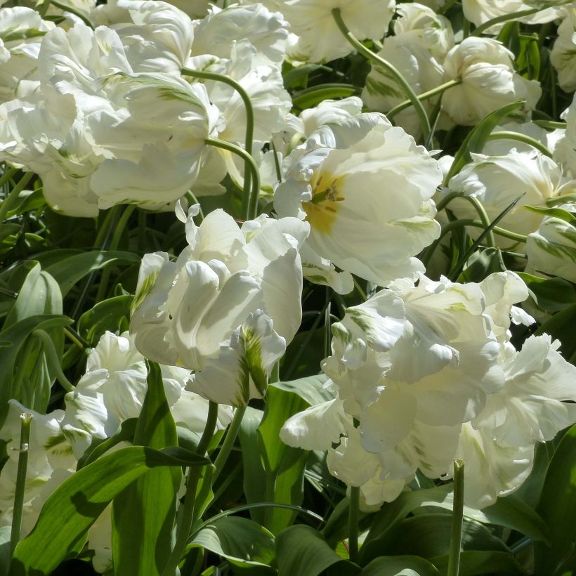 Tulipe perroquet Madonna (Flowering)