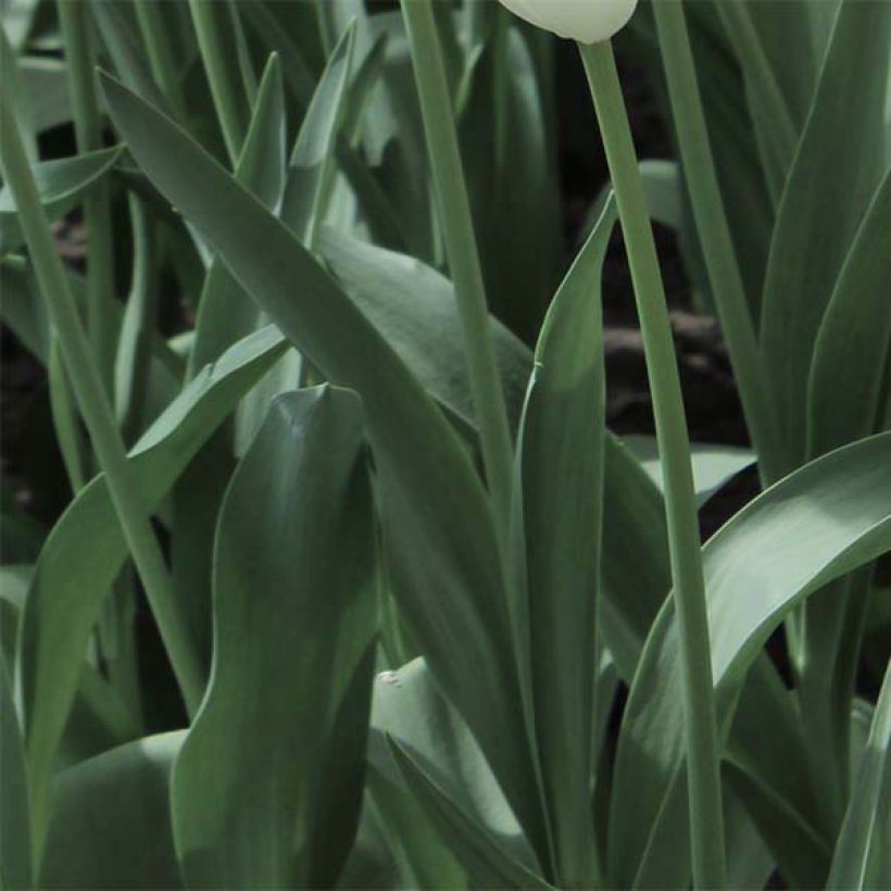 Tulipe Perroquet Mysterious Parrot  (Foliage)
