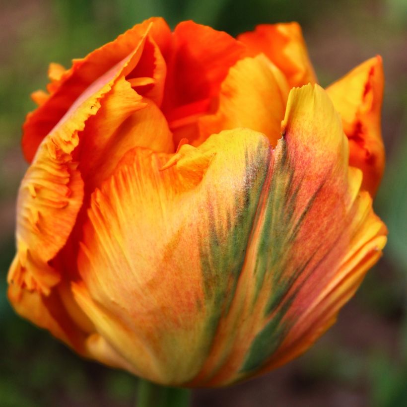 Tulipe Perroquet Comet (Flowering)