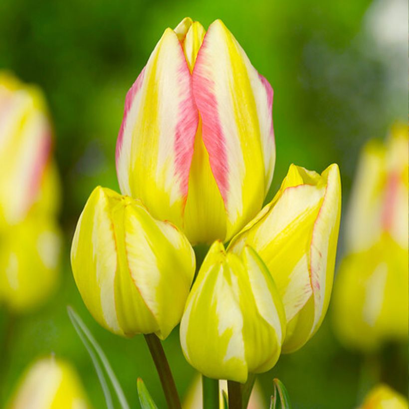 Tulipe pluriflore Antoinette (Flowering)