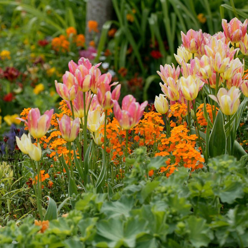 Tulipe pluriflore Antoinette (Plant habit)