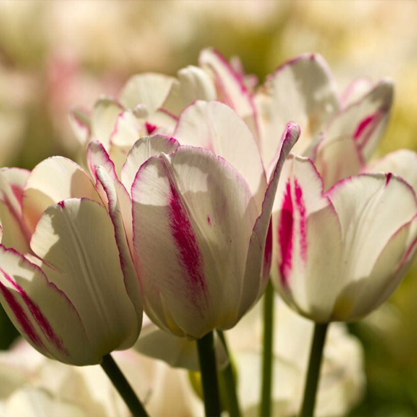 Tulipe pluriflore Candy Club (Flowering)