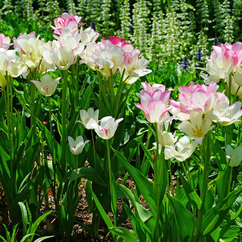 Tulipe pluriflore Candy Club (Plant habit)