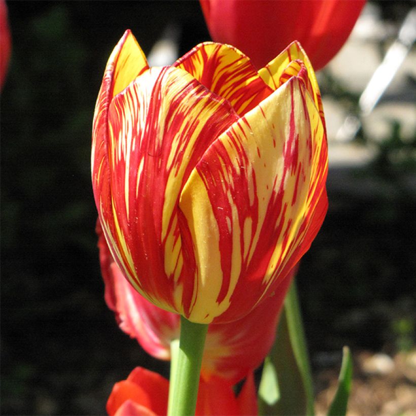 Tulipe pluriflore Colour Spectacle (Flowering)