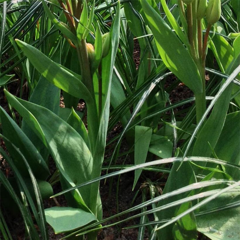 Tulipe pluriflore Flaming Club (Foliage)