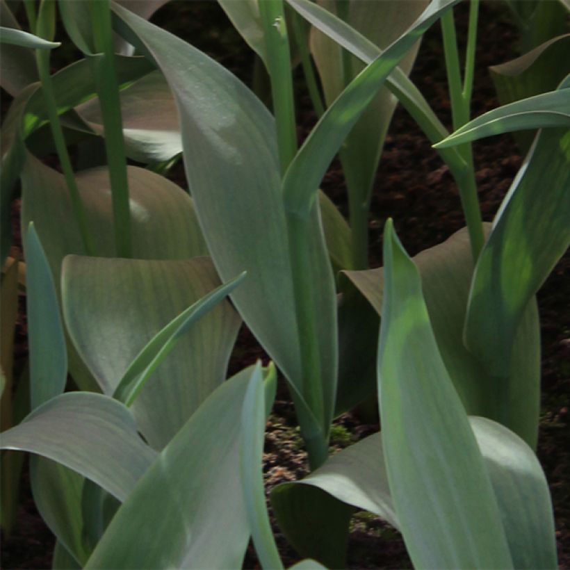 Tulipe pluriflore Orange Bouquet (Foliage)