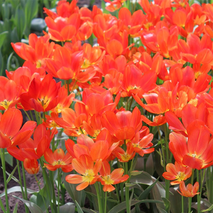 Tulipe pluriflore Orange Bouquet (Flowering)
