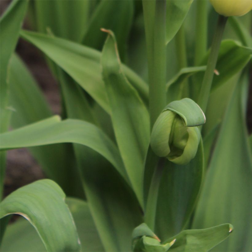 Tulipe pluriflore Rosy Bouquet (Foliage)
