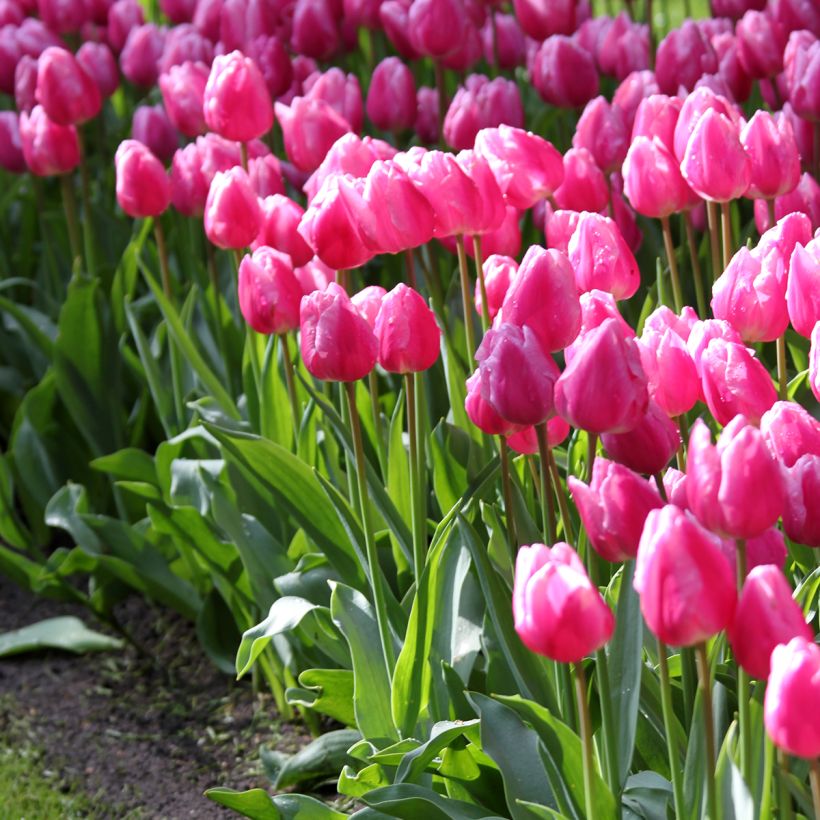 Tulipe simple hâtive Aafke (Plant habit)