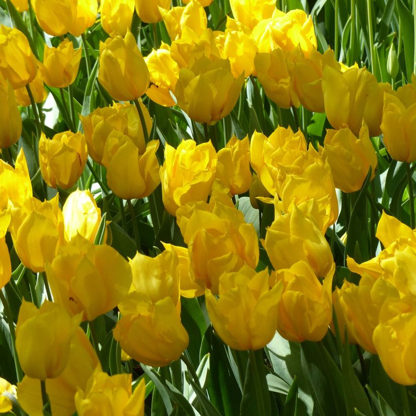 Tulipe simple hâtive Yokohama (Flowering)