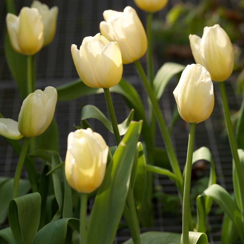 Tulipe simple tardive Catherina (Flowering)