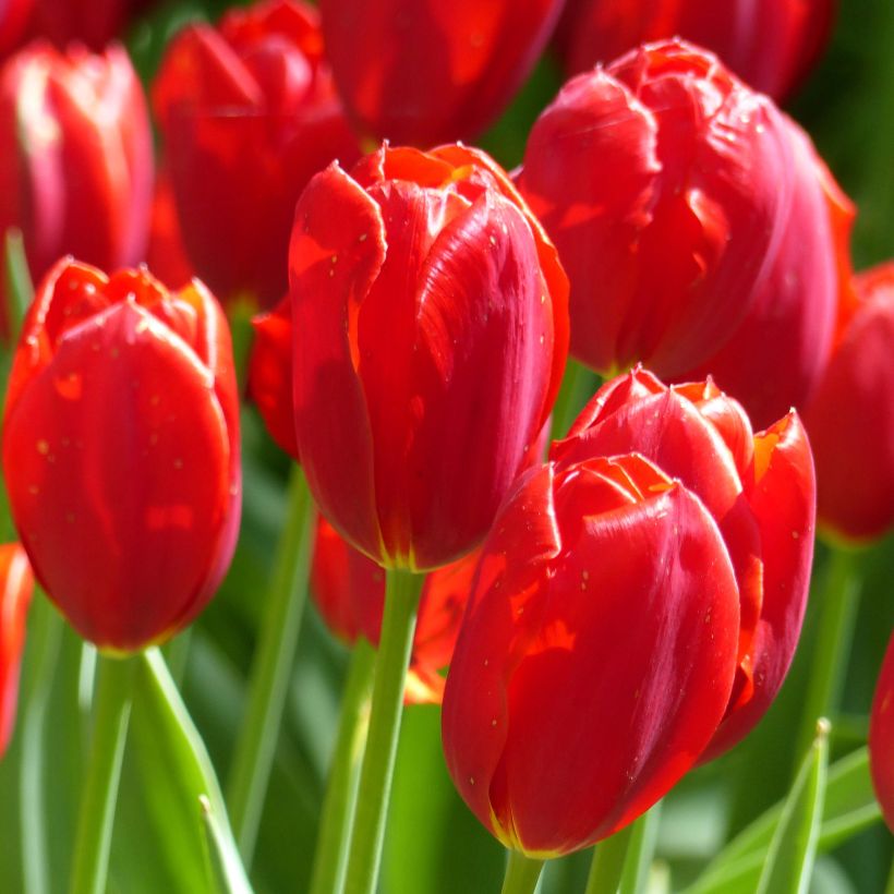 Tulipe simple tardive Kingsblood (Flowering)