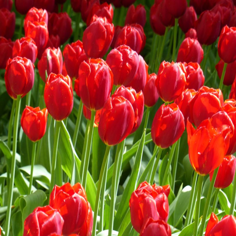 Tulipe simple tardive Kingsblood (Plant habit)