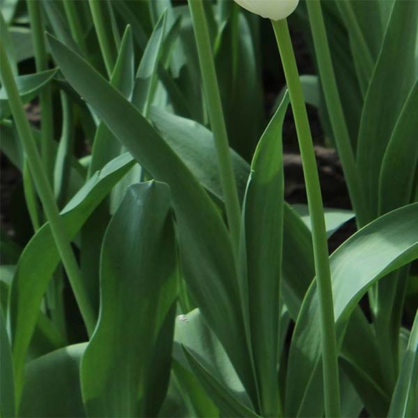 Tulipe triomphe Crown of Negrita (Foliage)