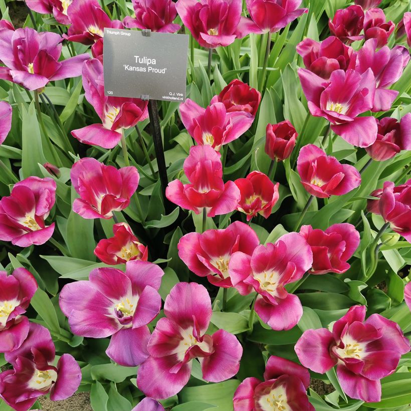 Tulipe Triomphe Kansas Proud (Plant habit)