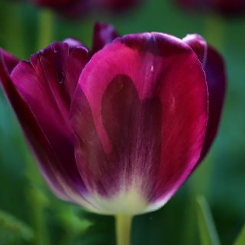 Tulipe Triomphe Kansas Proud (Flowering)