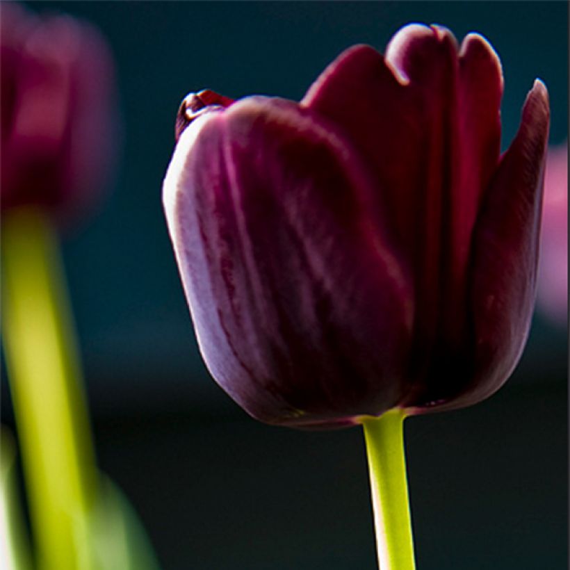 Tulipe Triomphe Paul Scherer (Flowering)