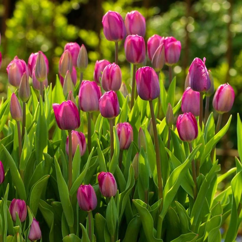 Tulipe triomphe Roussillon (Flowering)