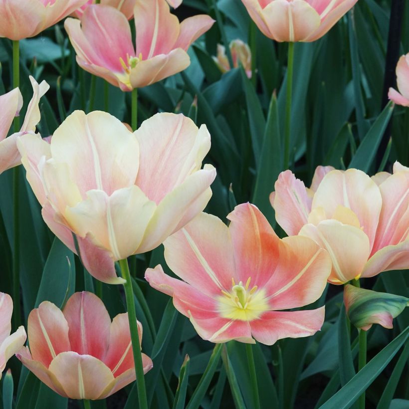 Tulipe triomphe Stunning Star (Flowering)