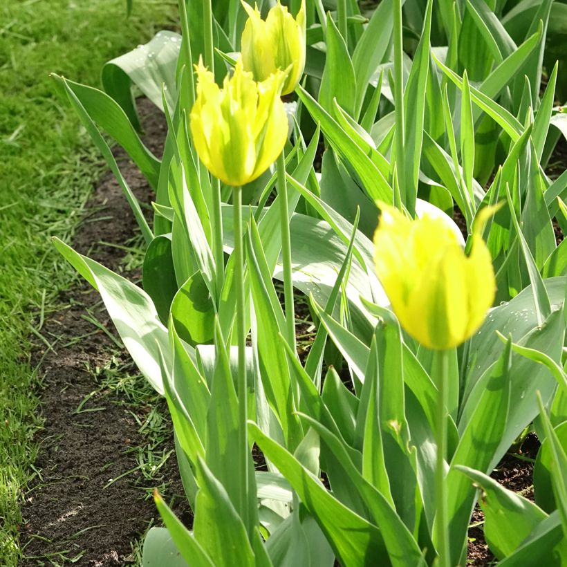 Tulipe viridiflora Green Mile (Plant habit)