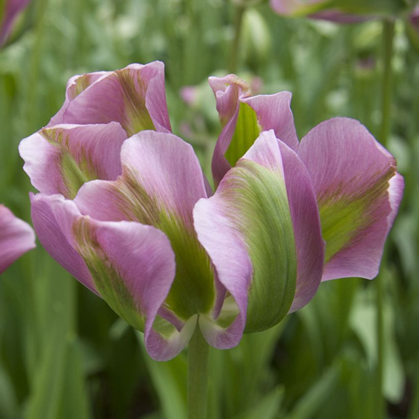 Tulipe viridiflora Nightrider (Flowering)