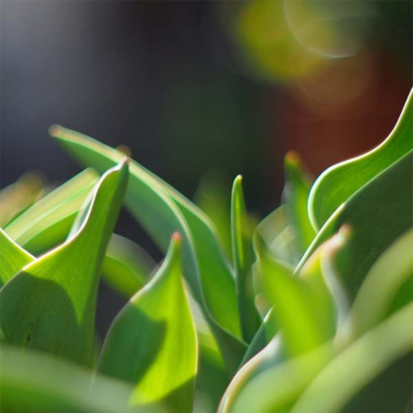 Tulipe Perroquet Parrot Prince (Foliage)