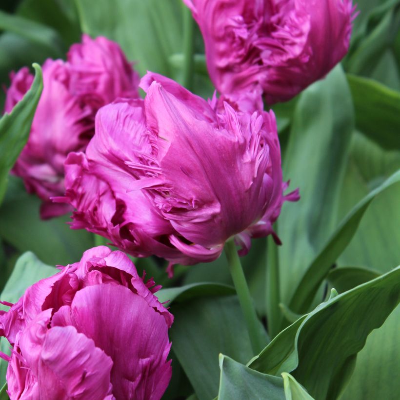 Tulipe Perroquet Parrot Prince (Flowering)