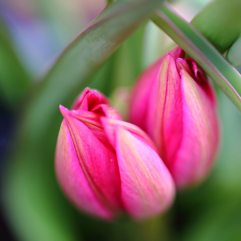 Tulipe pluriflore Happy Family (Flowering)